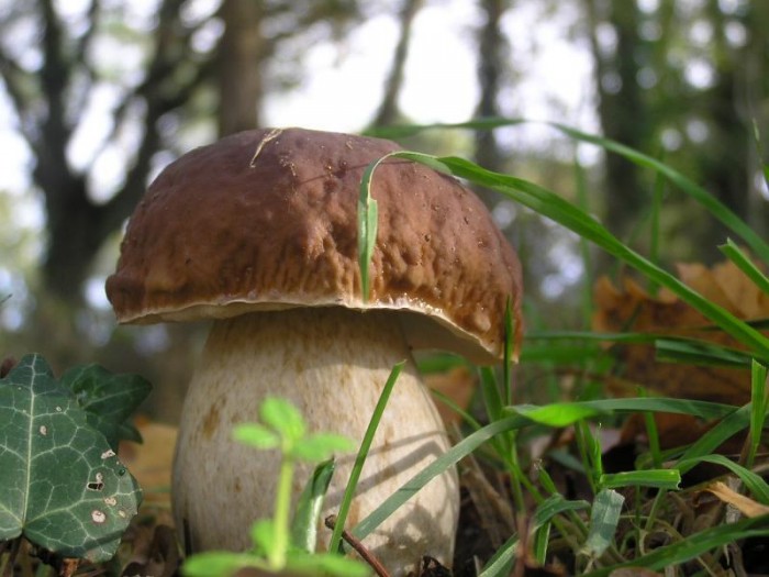Vypravte se na houby,
rostou hojně a všude