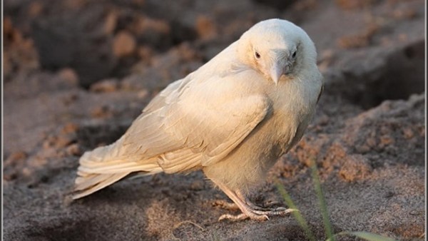 Bílá vrána