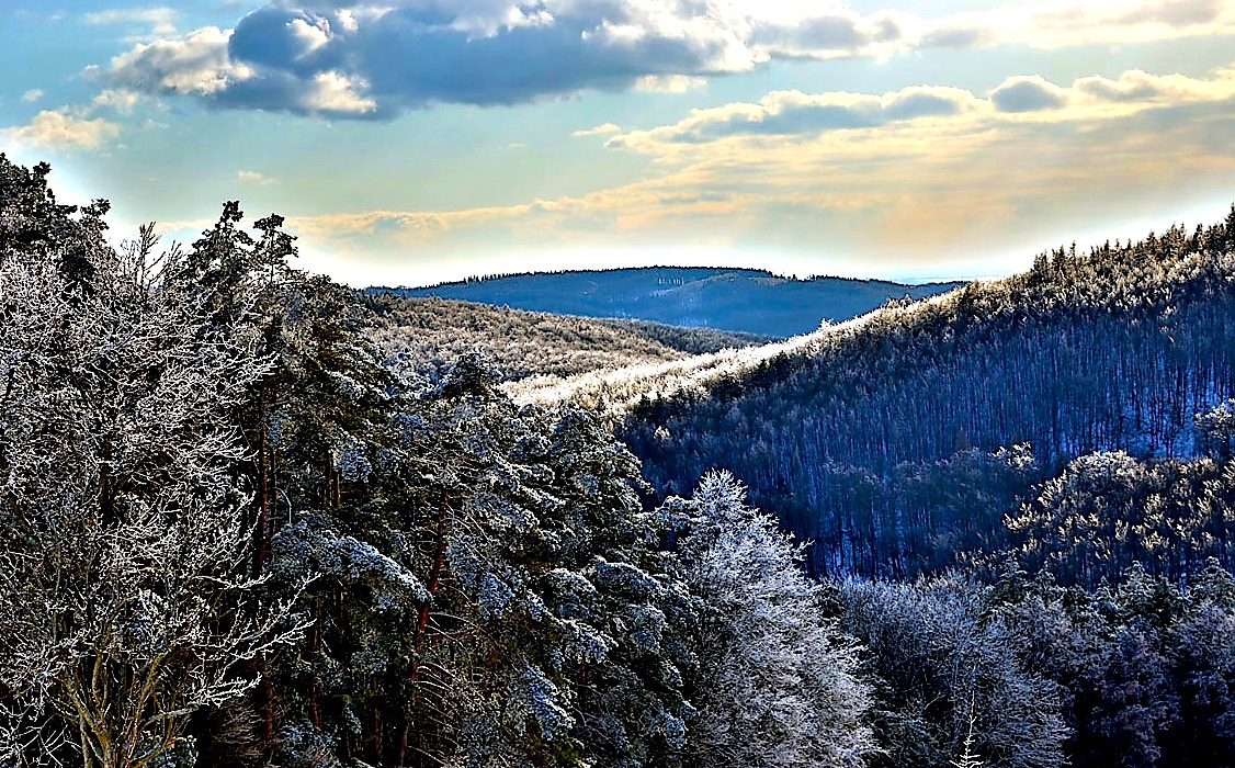 FOTO DNE 2.12.: Dagmar Vargová - Pocukrované Chřiby