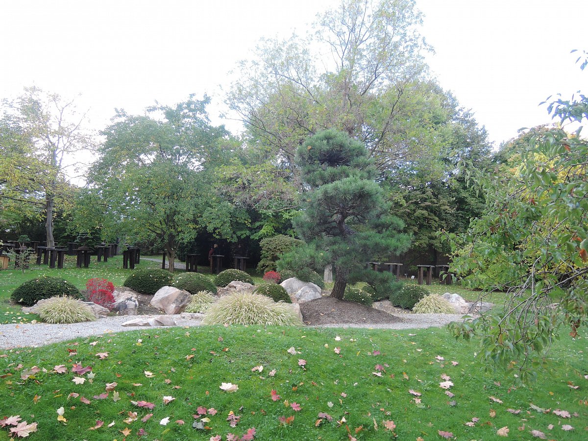 Borovice Thunbergova v Japonské zahradě v BZ Troja*