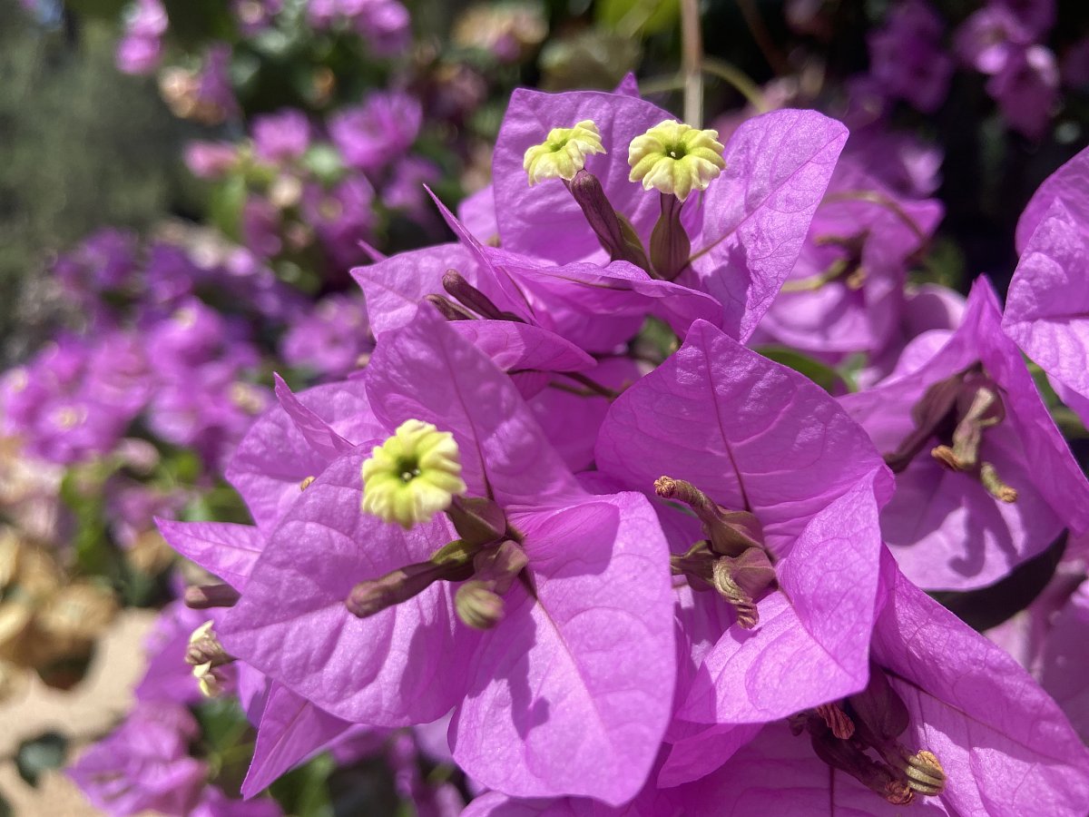 Bugenvilea