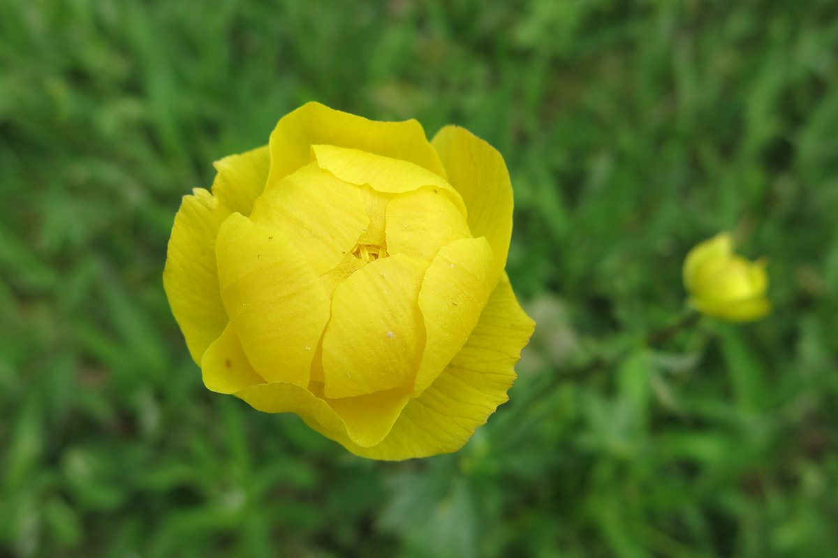 Květ chráněného úpolínu