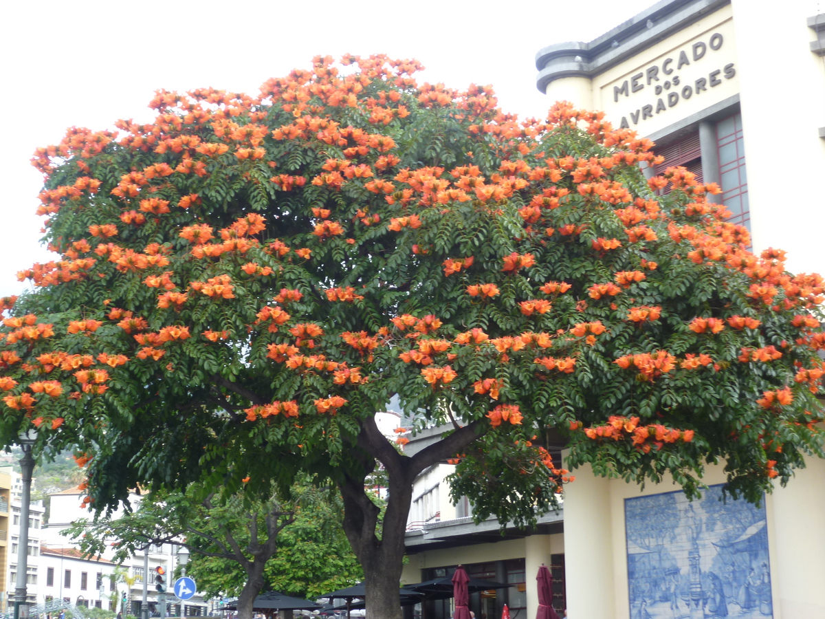 Tulipánový strom ve Funchalu