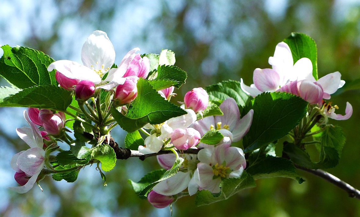 FOTO DNE 11.4.: Anna Potůčková - Květy jabloně