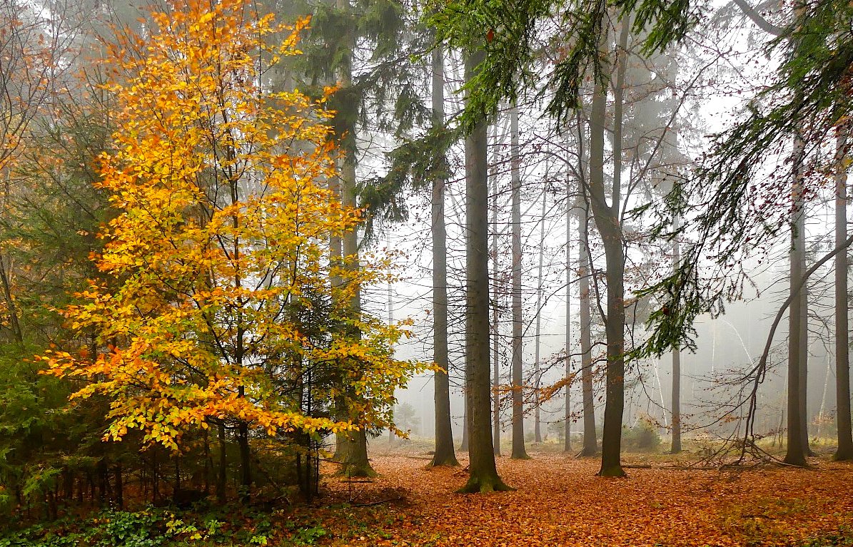 FOTO DNE 12.12.: Libuše Heulerová - Lesní klid