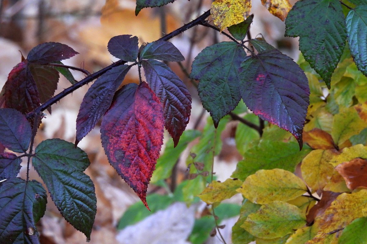 Fotoreportáž: Podzimní barvení