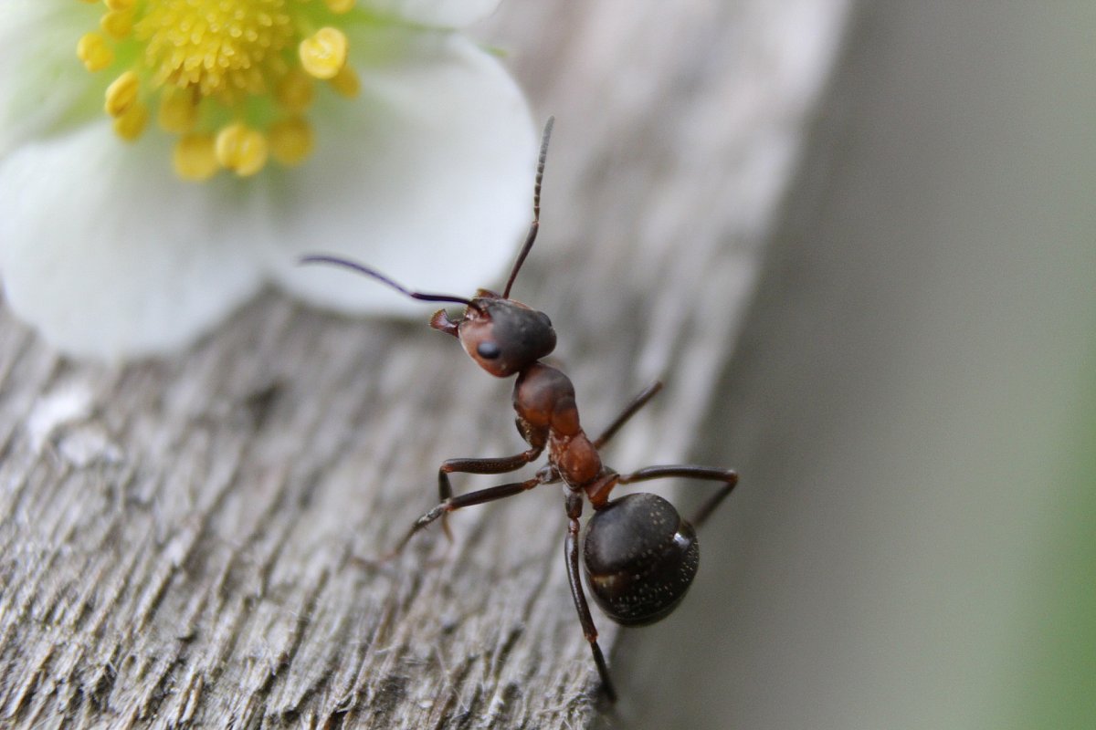 Potkal brouček mravence
