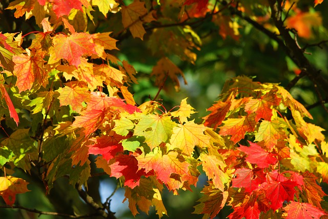 Podzimní barvení 
