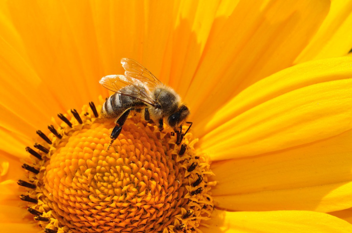 O včelkách a včelařích