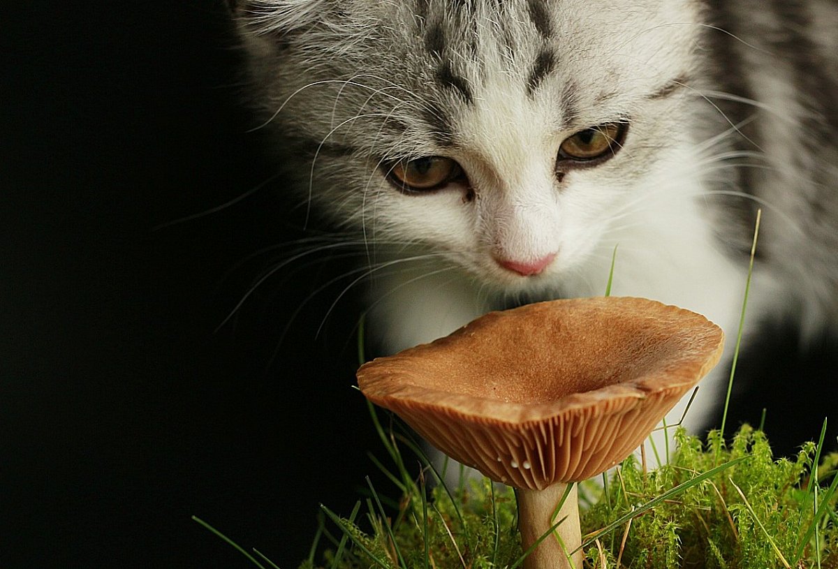 Podkrkonoší: Koťata a houby