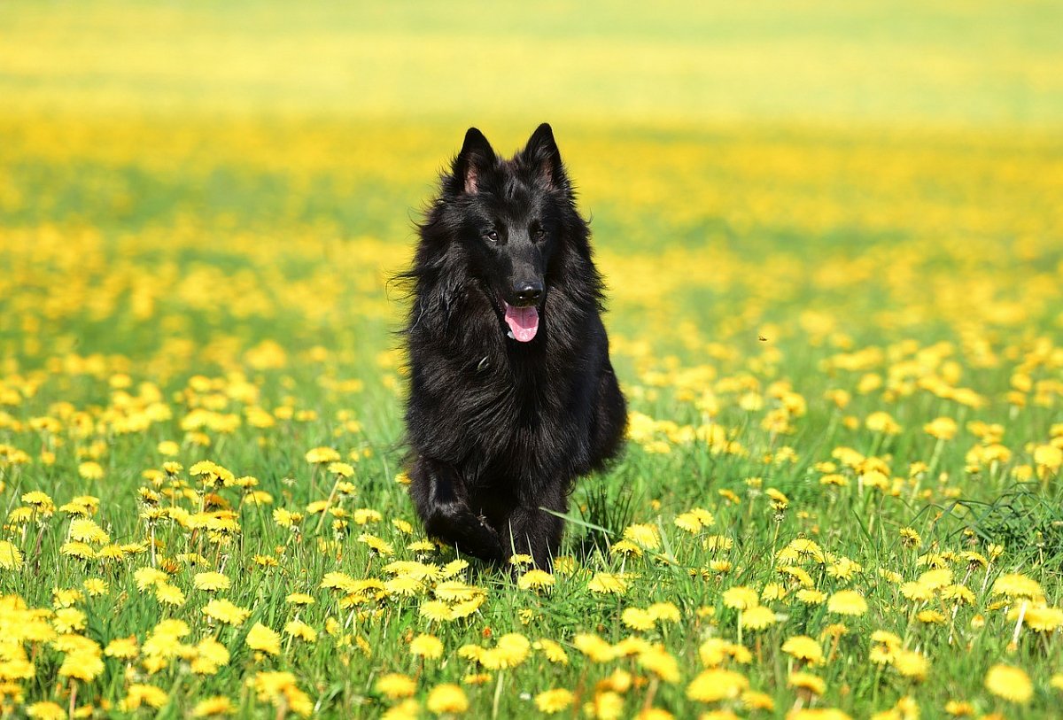 Jarní detox pro psa? Připravte ho z petržele, kopřivy a pampelišky  
