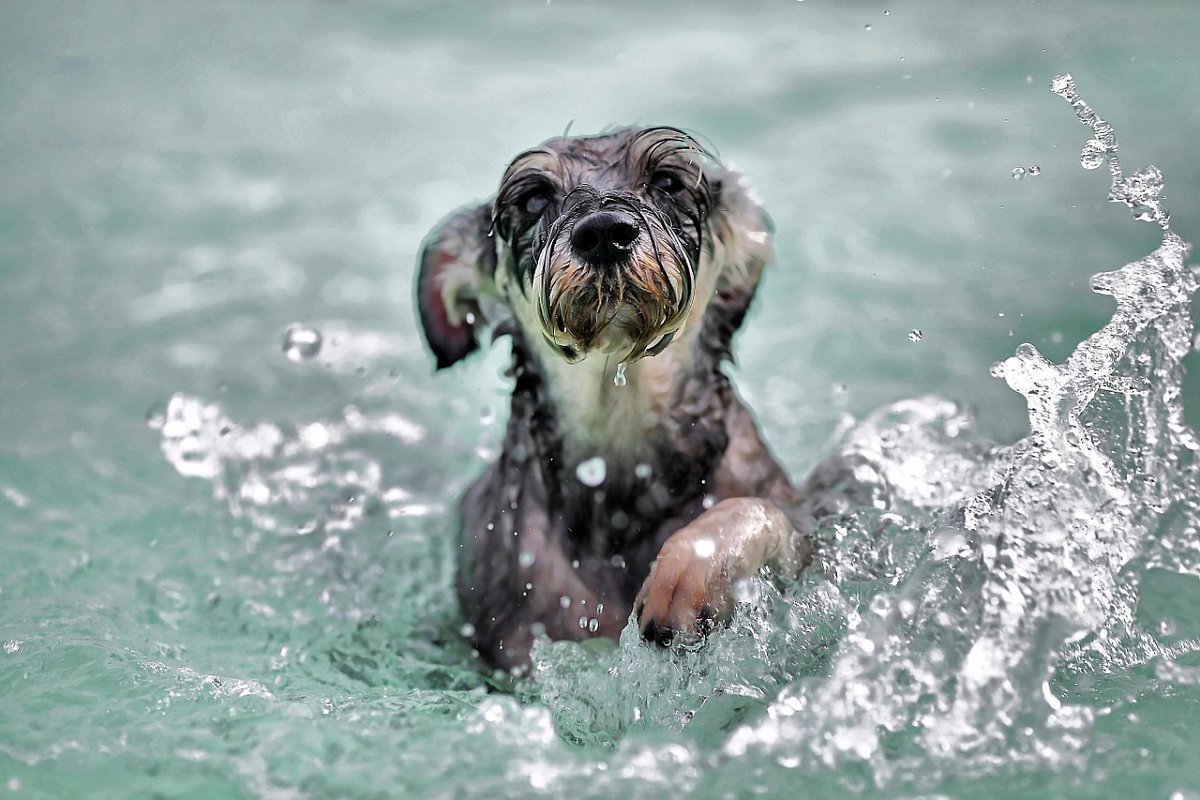 Psa nikdy neházejte do vody. Z šoku by se mohl utopit