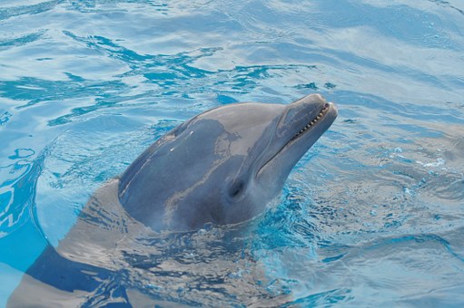Delfíní selfí