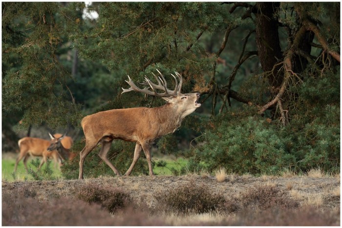 Šumavská atrakce: stádo 
jelenů na vlastní oči 