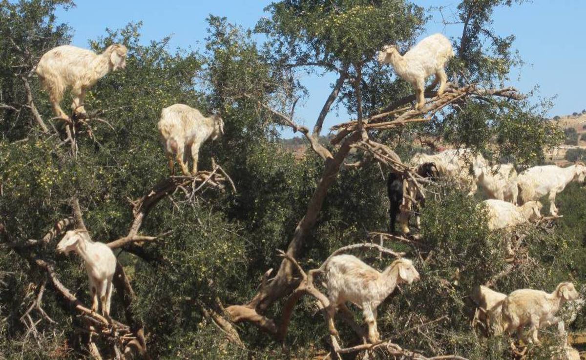 Kozy v Maroku
