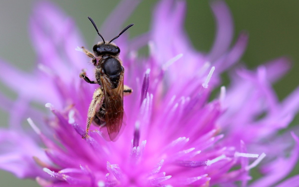 Zahrádkářské mýty: O krtkovi, včelách a hrušce