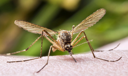 Koho koušou komáři více?
A jak se jim máme bránit?