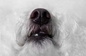 Vědci v USA zkoušejí odhalit
rakovinu za pomocí čichu psů