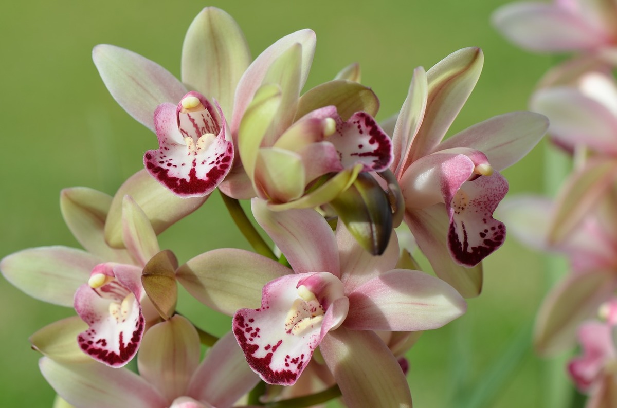 Jak správně pěstovat orchideje? Zvládne to i začátečník