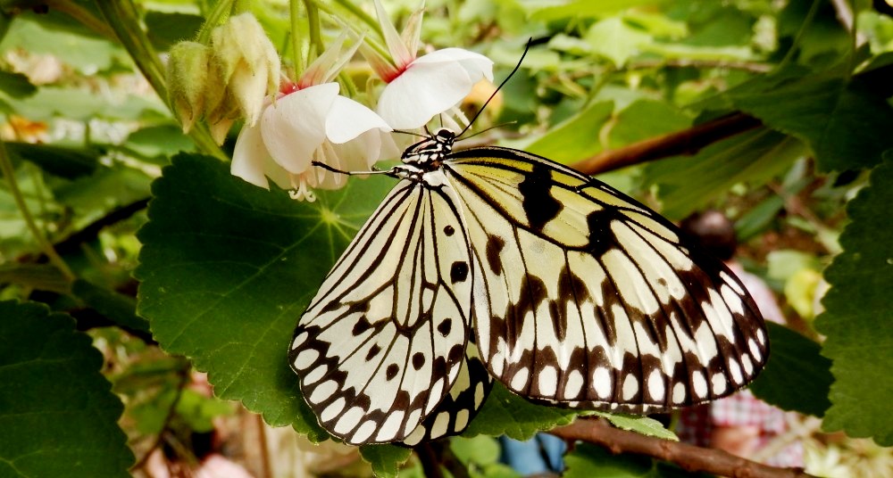 Jarní fotopříběh: Motýlí život 