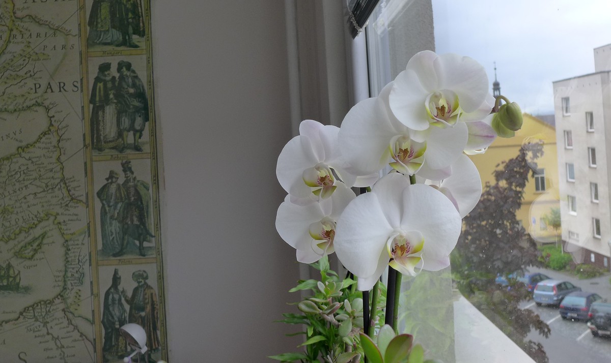 Moje první orchidej
