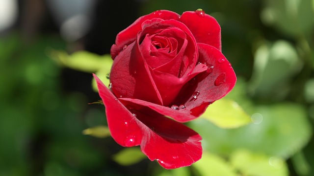 Navštivte Růžovou zahradu
na výstavišti v Lysé nad Labem
