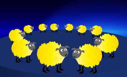 Lítost evropské ovce druhé kategorie