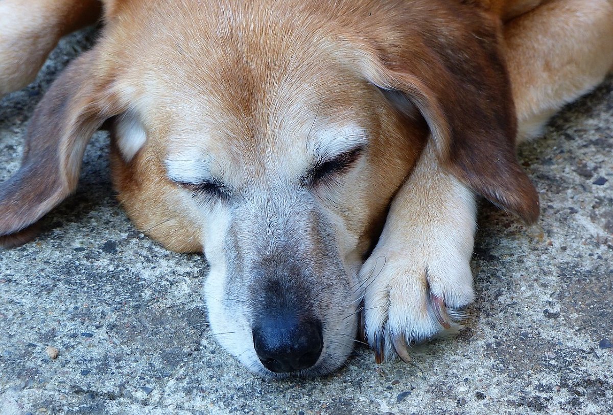 Časté nemoci a zdravotní problémy psů. Jak je poznat?