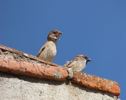 Vrabčáci v komínu