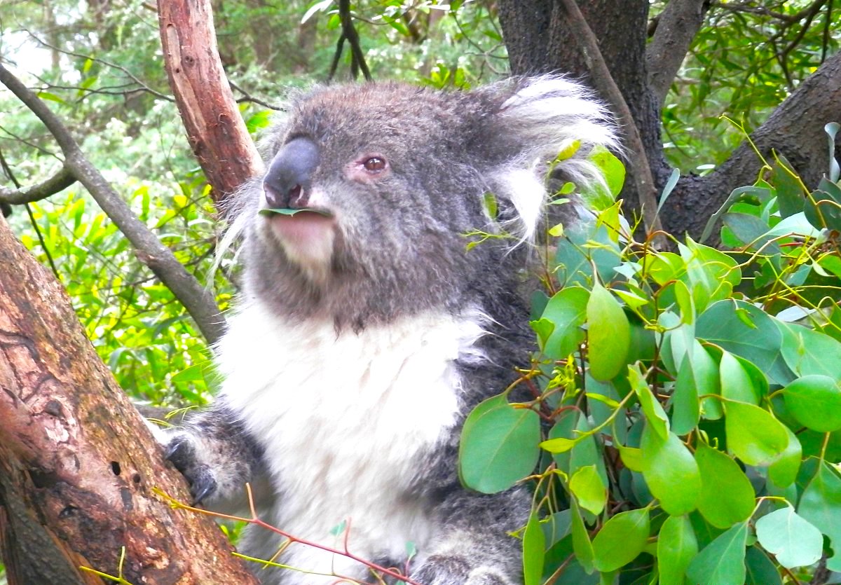 Melbourne - kosmopolitní velkoměsto a jedinečná australská fauna