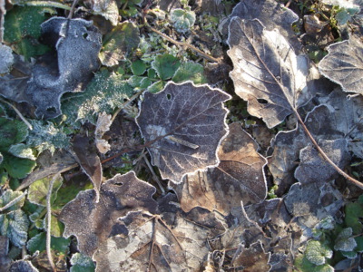 listí v zimě