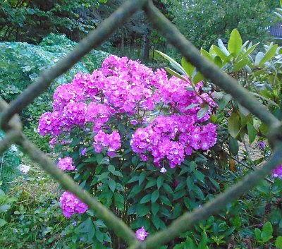 Růžové krásky za plotem.
