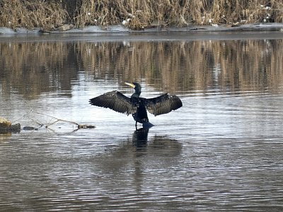 03-kormoran-na-labi.jpg