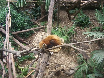 Moje panda červená-ZOO Melbourne, únor 2006