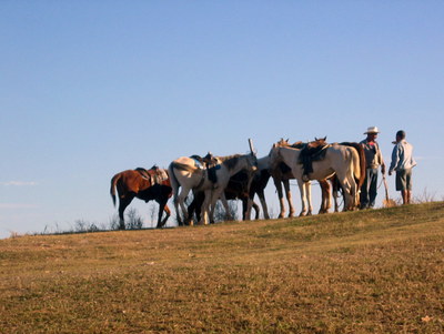 pastevci  koní