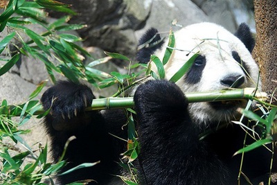 1. Panda velká