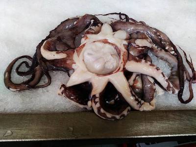 Komupak se asi objeví na talíři tato chobotnička?