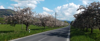 Jabloňová alej od polské hranice ke Zlatým Horám