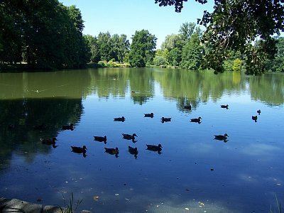 Kachny na rybníce v Dendrologické zahradě v Průhonicích
