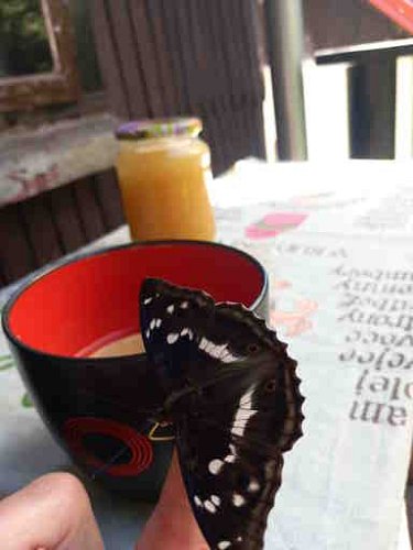 motýlí snídaně
