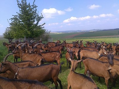 Chovají zde početné stádo koz - to ještě nejsou všechny!
