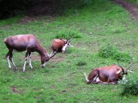 Antilopy, nebo gazely?