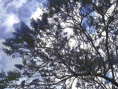 17. Strom s půvabnými modrofialovými květy se jmenuje žakaranda