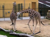 Žirafy Rothschildovy