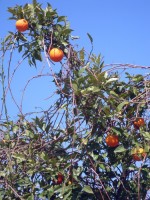 Pomerančovníky v Antalyi