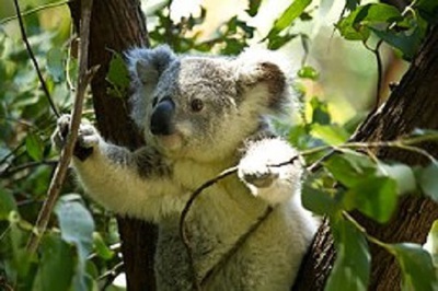 2. Koala