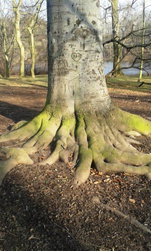strom se zelenými kořeny