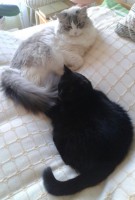 Mejdy a Lucka. Mejdy, ragdolka, a Lucka, černá kočka z útulku, už jsou kamarádky.