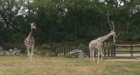 Žirafí rodina