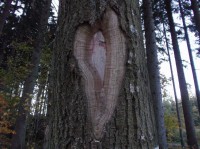 I stromy může bolet srdce